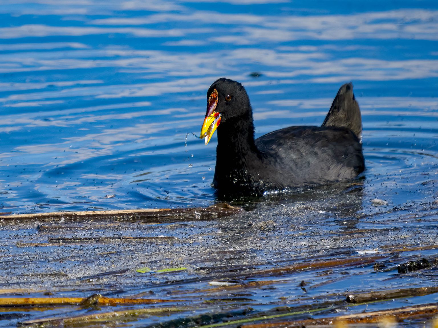 Red-Fronted Coot, Laguna Nimez, El Calefate (by David Jaffe)