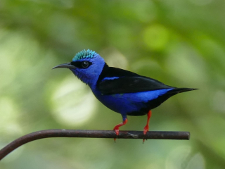 Red-legged Honeycreeper
