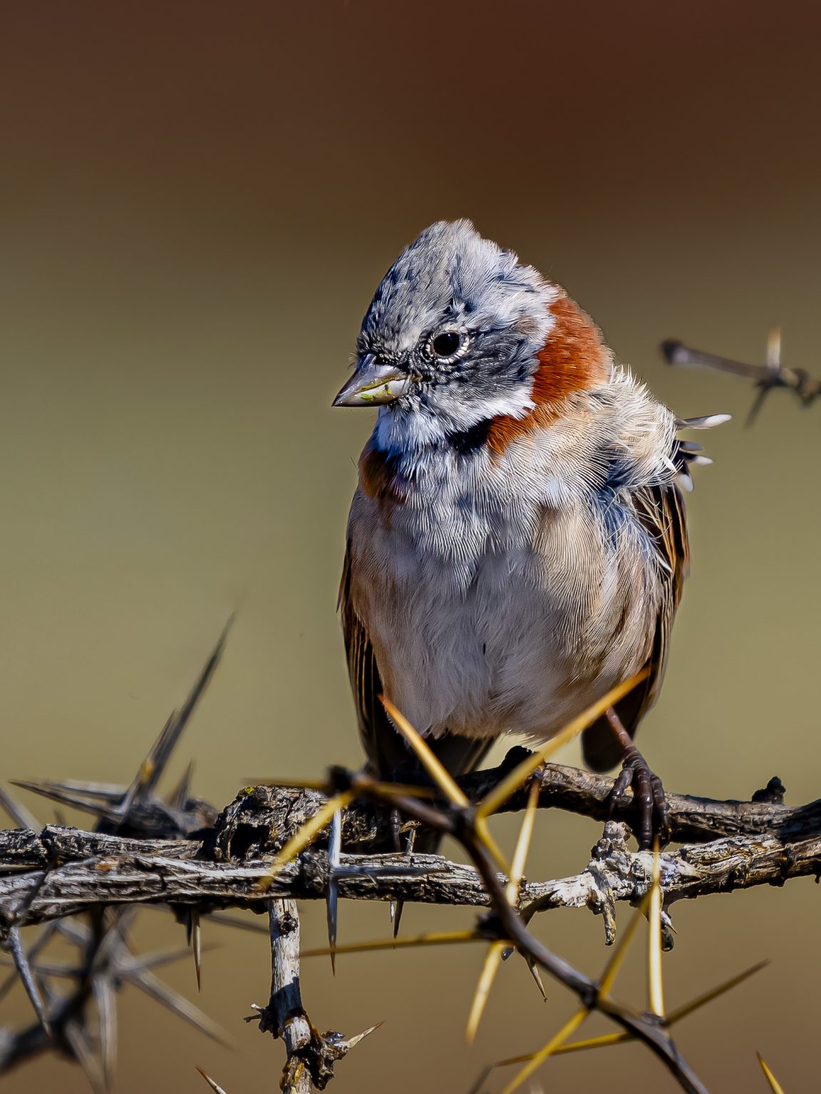 Rufous Collared Sparrow, Laguna Nimez, El Calefate, Argentina, (by David Jaffe)