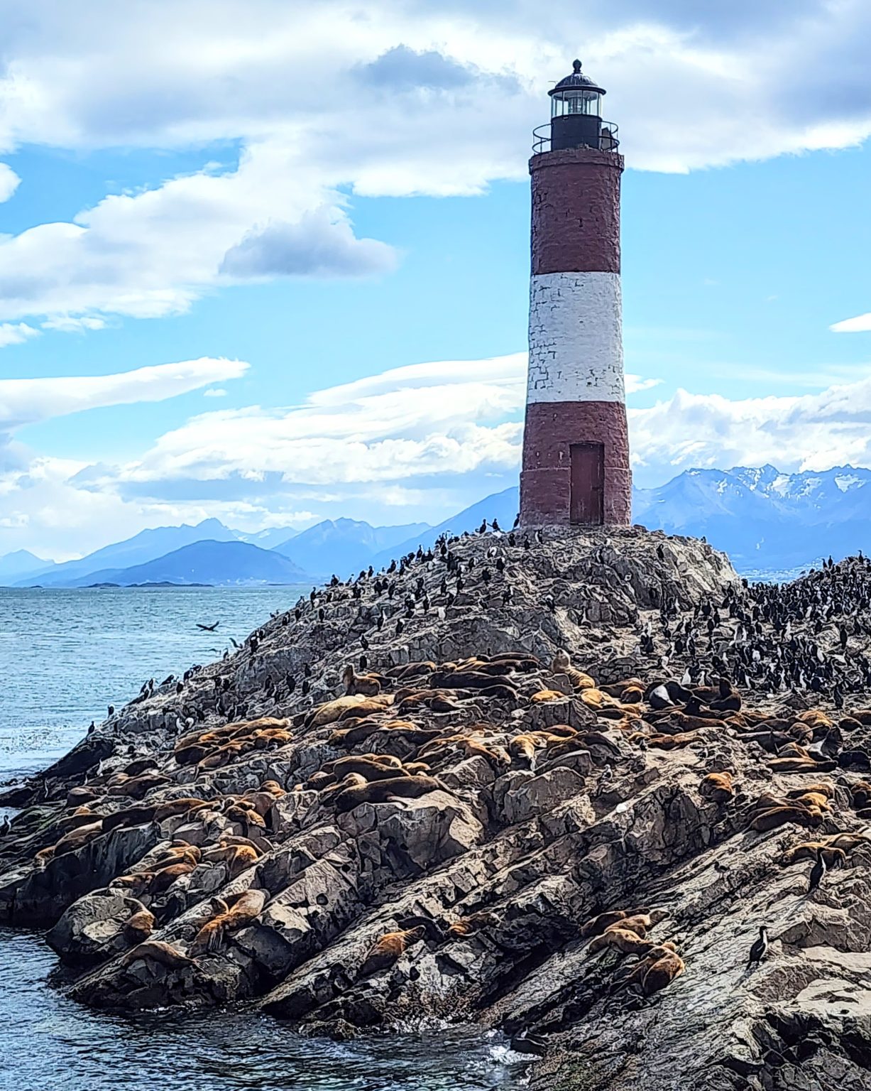 Sea Lions and Cormorants on the Beagle Channel