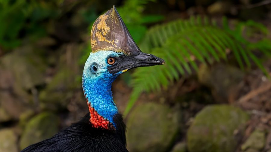 Australia