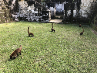 White-nosed Coati family- Tikal (Rebecca)
