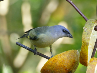 Yellow-winged Tanager